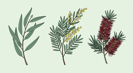 Australian foliage branches with transparent background © Pandaman1102