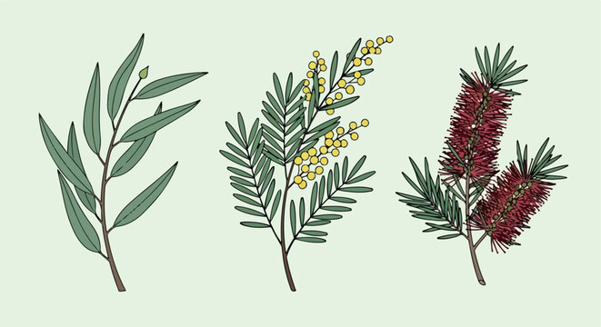 Australian foliage branches with transparent background