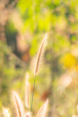 Golden grass field in the morning, nature background concept.