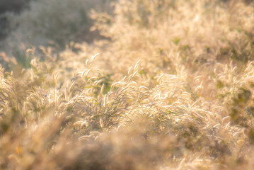 Golden grass field in the morning, nature background concept.