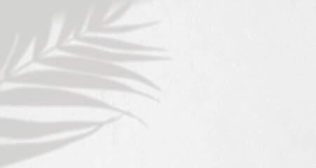 Shadow leaf dypsis on Cloud dancer color wall. Cloud dancer color of the year 2026. Monochrome...