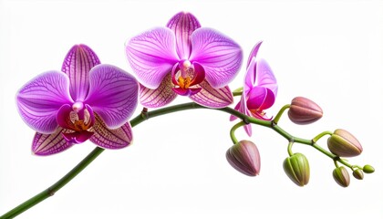 Striking Purple Striped Orchid Flower Blossom on White Background