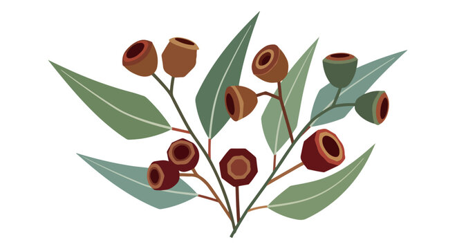 Eucalyptus branch with gum nuts with transparent background