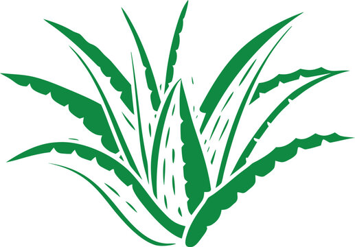 Aloe Vera Leaf Vector