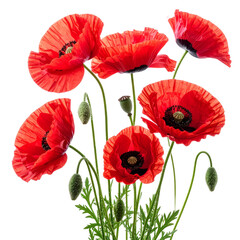 Vibrant Poppy Blossom: A close-up showcases a bouquet of lively red poppies, their delicate petals open in full bloom, revealing a captivating display of nature's beauty.