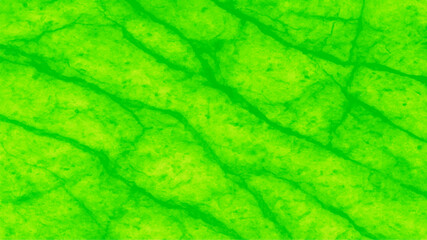 Close-up macro detail of fresh green leaf texture with visible veins, highlighting the abstract pattern of natural botany and foliage