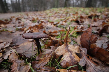 a mushroom growing out of fallen leaves. autumn landscape. mushrooms in close-up. autumn depression. illustration.