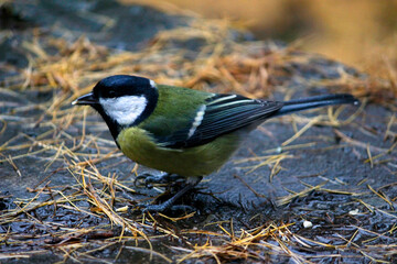 titmouse among the larch needles in the forest. close-up. wildlife photography. forest bird. illustration.
