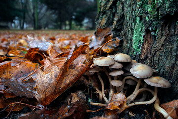 a family of dung fungi growing from under fallen leaves. autumn landscape. close-up of mushrooms. autumn depression. illustration.