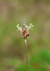 Close-up of a flower on a Ribwort Plantain (Plantago lanceolata) plant weed
