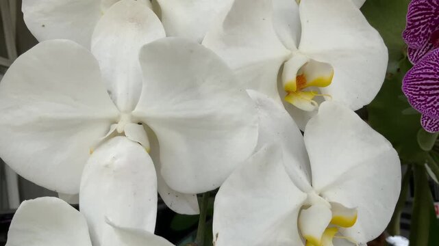 Elegant white orchid blossoms with delicate yellow accents flourishing in a verdant tropical setting creating a serene and captivating display of natural beauty