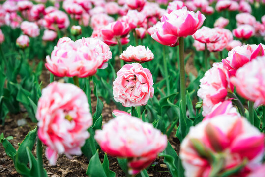 Bright double peony tulips Foxtrot with lush layered pink petals in spring garden bed, green foliage and soft natural background.