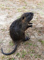Young semi aquatic rodent Myocastor coypus standing on dry grass near water with dark brown fur whiskers and webbed hind feet.