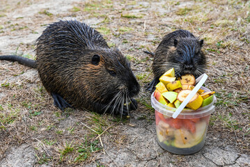 Mother and baby nutrias eating fresh fruit outdoors. Cute wild rodents enjoy apples and bananas on the grass in natural daylight.