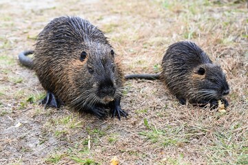Adult nutria Myocastor coypus eating an apple and young one eating a banana on dry ground. Brown wet fur rodents with whiskers and webbed feet.