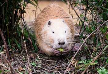 A light brown coypu, also known as nutria (Myocastor coypus), sits on a riverbank eating a green apple among bushes in natural daylight.