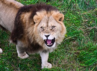 Angry lion roaring and looking to the left on green grass. The powerful wild cat shows its teeth and strength in a dramatic natural scene.