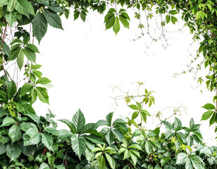 Jungle bush of three-leaved wild vine cayratia or bush grape liana ivy plant growing