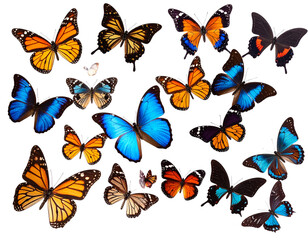 many butterfly flying isolated on transparent background
