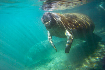Florida manatees (Trichechus manatus latirostris) in Crystal River. Camera dipped from kayak while taking care not to disturb these protected mammals. Please follow all state/federal protection laws.