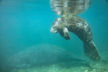 Florida manatees (Trichechus manatus latirostris) in Crystal River. Camera dipped from kayak while taking care not to disturb these protected mammals. Please follow all state/federal protection laws.
