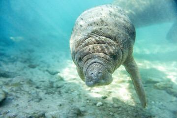 Florida manatees (Trichechus manatus latirostris) in Crystal River. Camera dipped from kayak while taking care not to disturb these protected mammals. Please follow all state/federal protection laws.