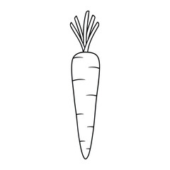 Carrot vegetable vector icon - Minimal line outline illustration for healthy food, organic market, and rabbit nutrition design.