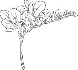Freesia Botanical Illustration &ndash; Elegant Fragrant Flower Drawing
