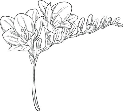 Freesia Sketch