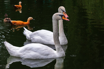 Two Graceful white Swans swimming in the lake, swans in the wild