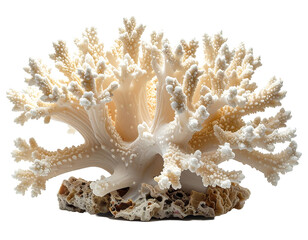 Obraz premium Intricate Natural Coral Piece with Delicate Branches