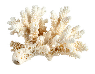 Obraz premium Intricate Natural Coral Piece in Ivory Color