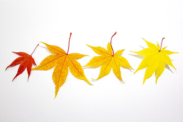 These are maple leaves of various colors.