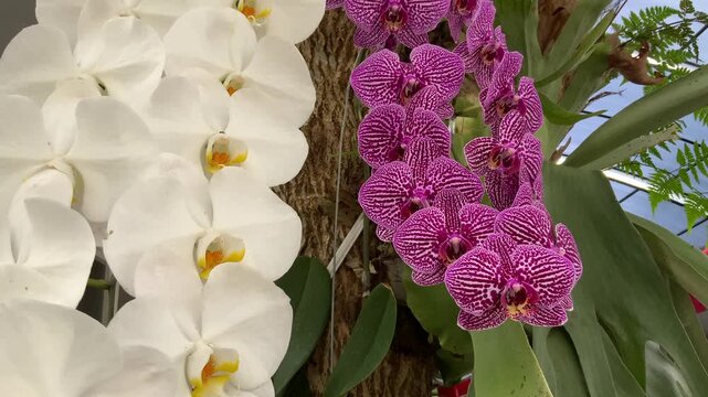 A stunning, static close-up video of two contrasting clusters of Moth Orchids (Phalaenopsis) growing side-by-side: one with pure white flowers and the other with vibrant purple and white stripes.