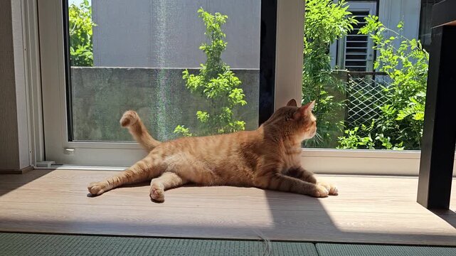 An orange cat lying on the floor by a bright window, gently flicking its tail while watching the trees swaying in the strong wind outside, capturing a calm and sunlit indoor moment.
