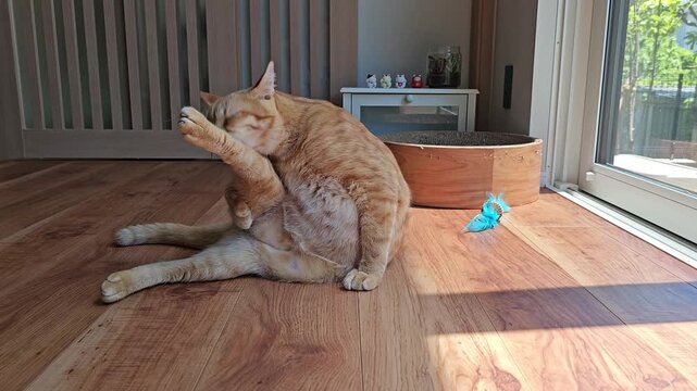 An orange cat grooming itself on a wooden floor in bright natural light, sitting with one leg stretched out near a window, capturing a humorous yet natural moment of feline behavior at home.
