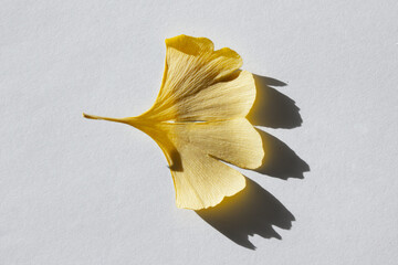 These are ginkgo leaves that have turned yellow.