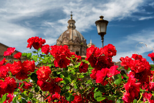 red roses and aracoeli Basilica background in Rome Italy