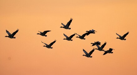 A flock of birds in flight against a soft orange sky. Silhouettes of geese soar across a pale peachy-orange sunset or sunrise backdrop