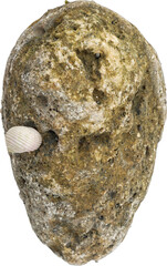 Porous Coastal Rock Isolated on Transparent Background