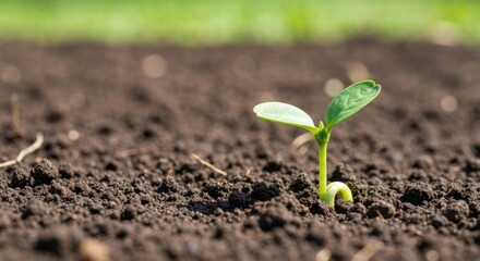 A tiny sprout emerges from dark soil. Fresh green leaves peek above the rich earth. Blurred background shows more earth and greenery