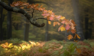 Autumnal branch reaching over a fern-covered forest floor bathed in golden light