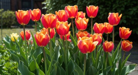 Bright orange-red tulips in a garden bed