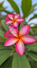 Fototapeta premium Two vibrant plumeria blossoms, a delicate arrangement of soft pinks and yellows, showcased against a blurred backdrop of lush green foliage, creating a serene and colorful composition.