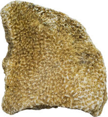 Porous Coastal Rock Isolated on Transparent Background