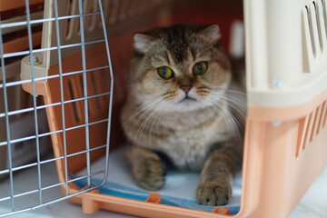 Domestic cat resting inside pet carrier with curious expression, exploring new surroundings in home environment, adorable furball with unique features