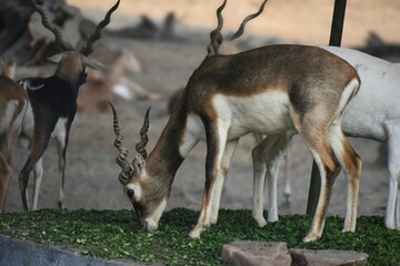 young deer in the wild