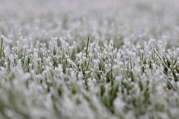 Hoarfrost covering green grass in a garden lawn, showing winter's cold beauty and frozen nature close up