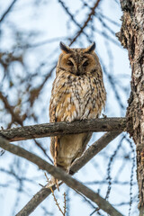 Long-eared owl (Asio otus), looking forward with wide opened eyes