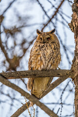 Long-eared owl (Asio otus), looking forward with wide opened eyes